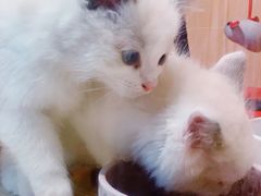 -屋虎猫馆(宝安大仟里店)