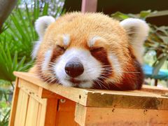 -云南野生动物园