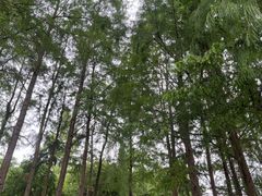 -重庆彩云湖湿地公园