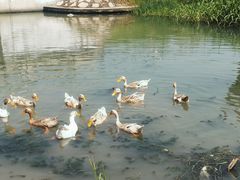 -乡乐园蟹庄·阳澄湖农家乐