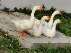 -七桥瓮公园
