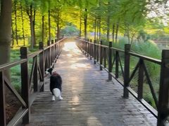 -贡湖湾湿地公园