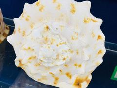 -青岛贝壳博物馆