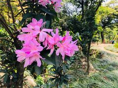 -梧桐山风景名胜区