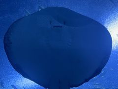 -珠海长隆海洋王国