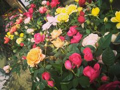 -三圣花乡旅游区