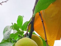 -老袁家蜜桃农场·阳山水蜜桃