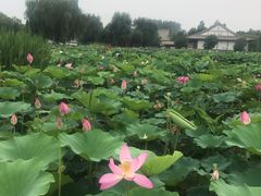 -白洋淀景区