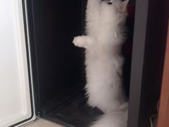 -猫大福·Fortune Cat猫舍(百子湾店)