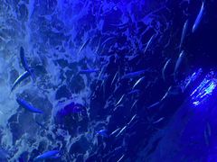 -江和美海洋公园