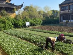 -重元寺香积厨素斋馆