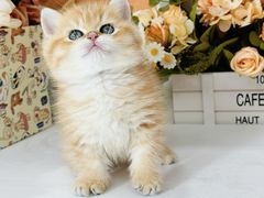 -小猫来了·猫舍(红山六九七九店)