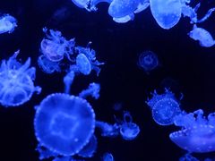 -成都浩海立方海洋公园