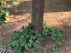 -大连植物园
