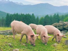 -硗碛藏寨·神木垒景区