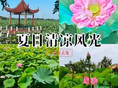 -荷花荡