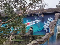 -中国大熊猫保护研究中心雅安碧峰峡基地