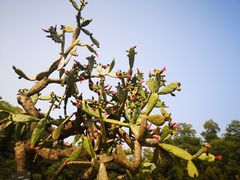-深圳仙湖植物园