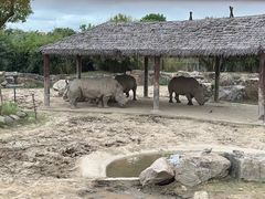 -上海野生动物园