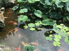 -鹅湖玫瑰文化园