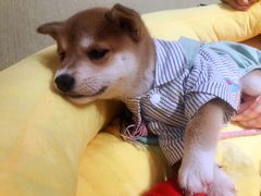 -逗柴咖啡屋·狗咖猫咖宠物桌游
