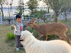 -金鸡湖桃花岛
