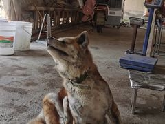 -马陆小张葡萄园农家乐