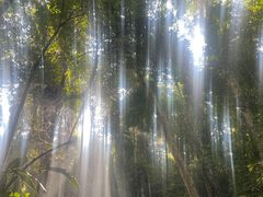 -西双版纳原始森林公园
