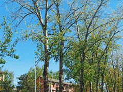 -北京大学燕东园