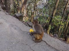 -黔灵山公园