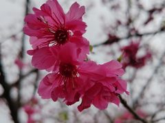 -天适樱花悠乐园