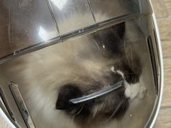 -联合动物医院(光谷诊疗中心)