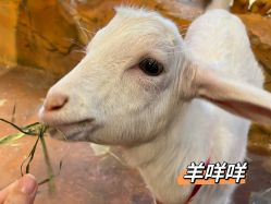 点击看大图 -奇幻萌宠部落(映月湖环宇城店)
