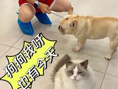 -安格丽娜·狗咖·猫咖羊驼咖(春熙路百盛商场店)