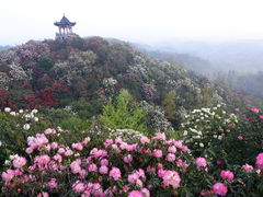 -贵州百里杜鹃风景名胜区