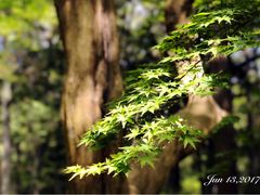 -西芳寺(苔寺)