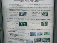 -嘉定紫藤园