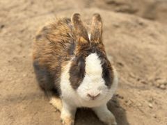 -前小桔亲子创意农场·草莓采摘·露营烧烤