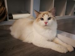 -COTTON CAFE(德信·中外公寓店)