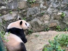 -都江堰中华大熊猫苑