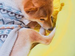 -逗柴咖啡屋·狗咖猫咖宠物桌游