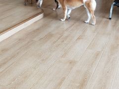 -南京Hallo宠物乐园·哈罗犬舍·柴犬繁育基地