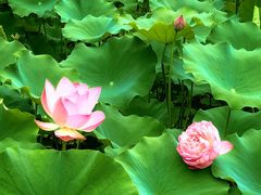 -莲花池公园