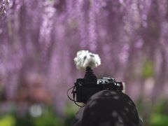 -嘉定紫藤园