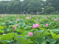 -荷塘月色湿地公园·向阳花洲