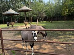 -大连森林动物园