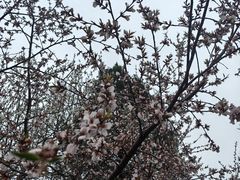 -桃花堤公园