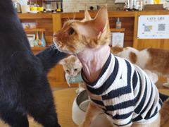 -猫咖时代(中山亭店)