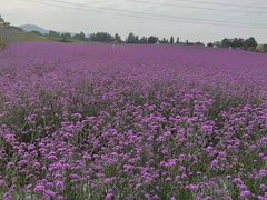 -紫颐香薰山谷景区