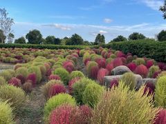 -春花秋色城市公园
